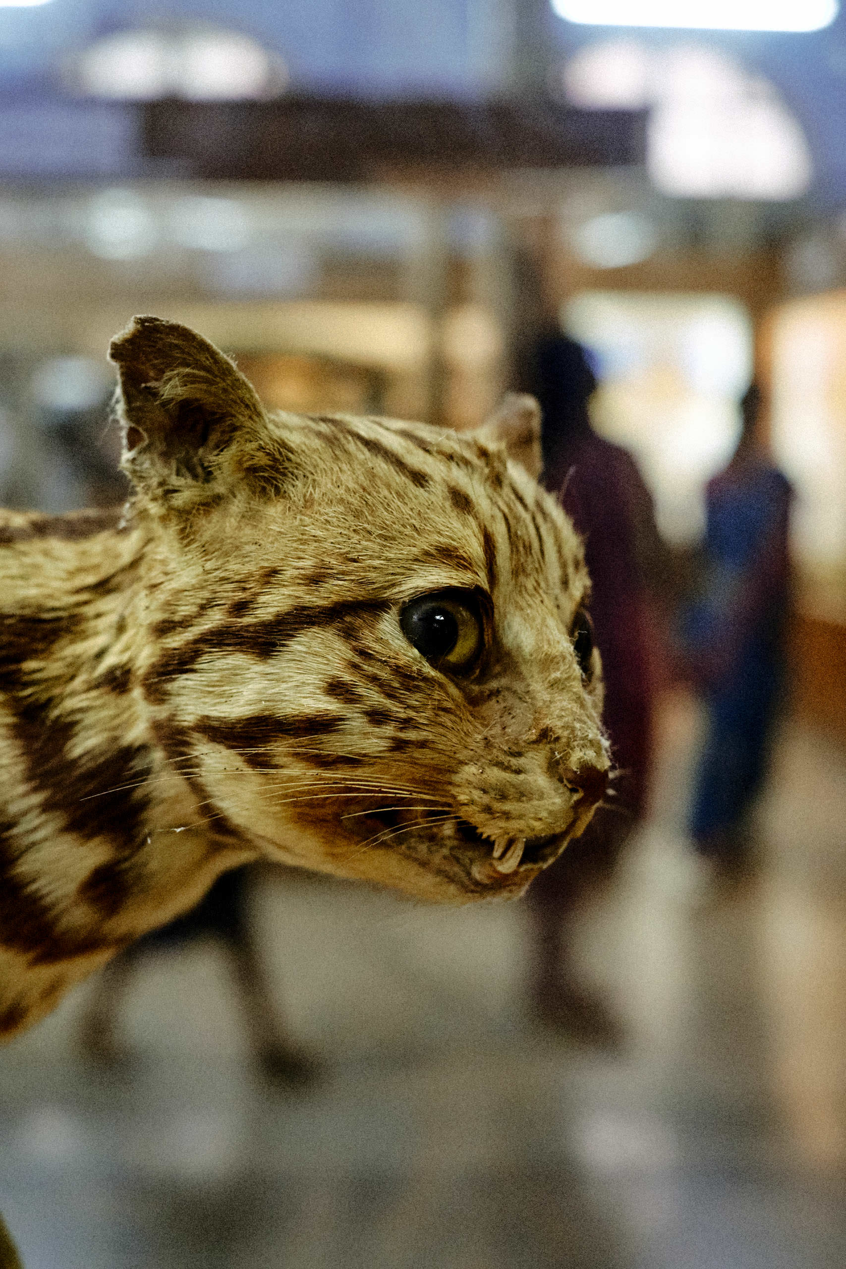 Government Art Museum Chennai